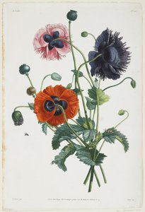 Studie av tre typer valmuer, 1805 (fargestiftgravering)